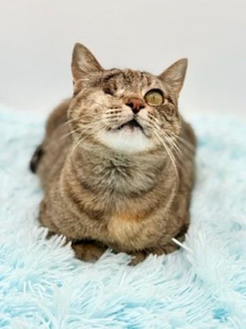 Javadi, Adoptable, Young Female Domestic Short Hair.