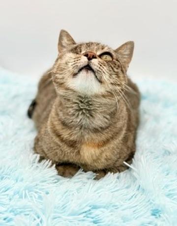 Enlarge Javadi, a Adoptable Domestic Short Hair in Covington, LA image 3/5