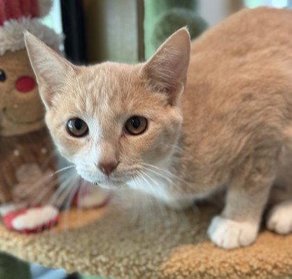 Zoltan, Adoptable, Young Male Domestic Short Hair.