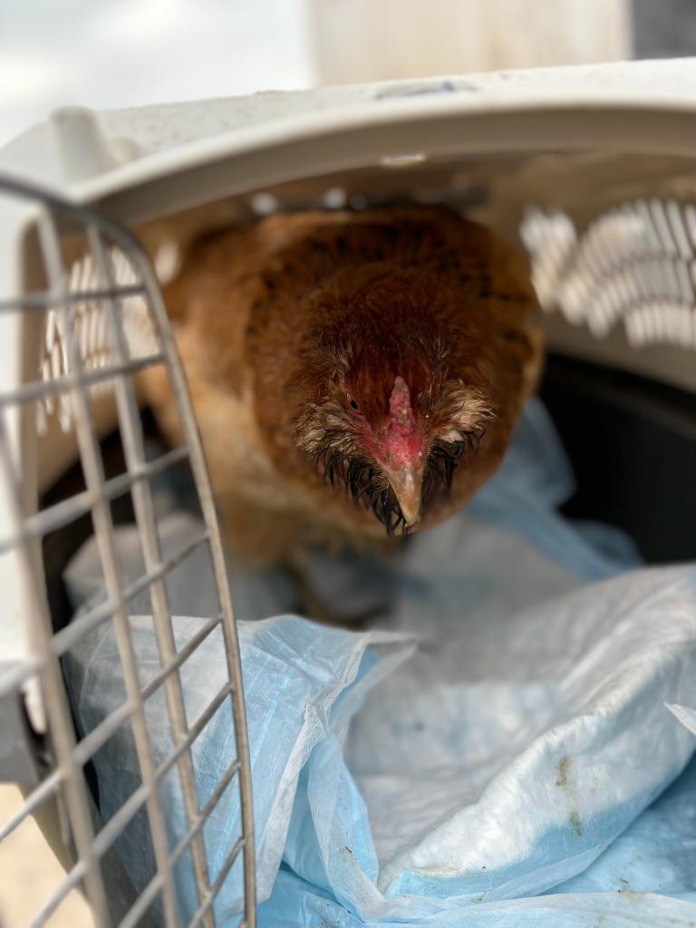 Honeycomb, Adopted, Young Female Chicken.