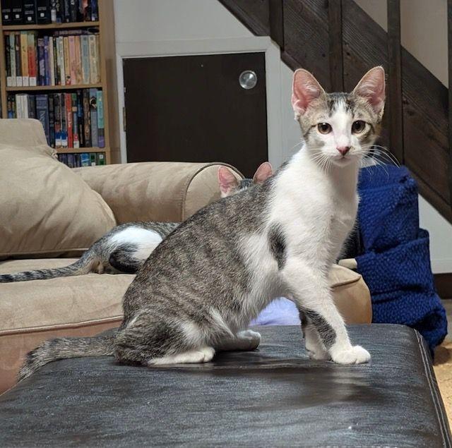 Trash Panda, ADOPTABLE, Kitten Male Domestic Short Hair & Oriental Short Hair.