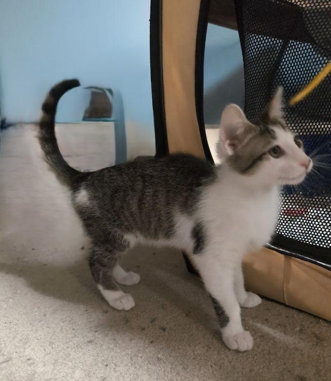 Enlarge Trash Panda, a ADOPTABLE mixed breed in Lake Orion, MI image 3/3