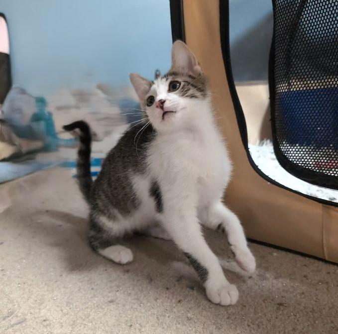 Enlarge Trash Panda, a ADOPTABLE mixed breed in Lake Orion, MI image 2/3