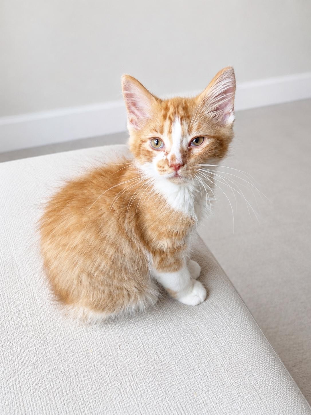 Loofah, a ADOPTABLE Domestic Long Hair in Pickerington, OH image 3/4