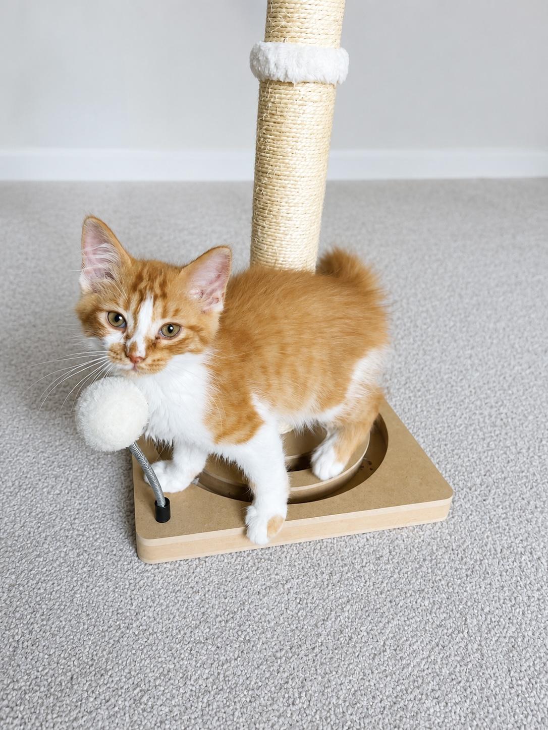 Loofah, ADOPTABLE, Kitten Male Domestic Long Hair.