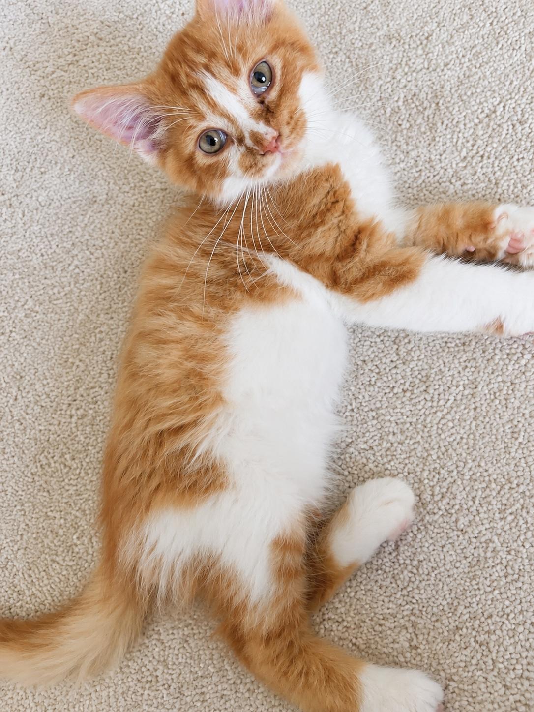 Loofah, a ADOPTABLE Domestic Long Hair in Pickerington, OH image 2/4