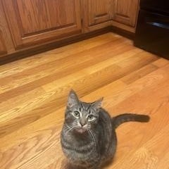 Jenni, an adopted Tabby in Clawson, MI image 3/3