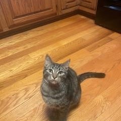 Jenni, Adoptable, Kitten Female Tabby.