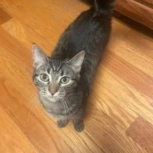 Jenni, an adopted Tabby in Clawson, MI image 2/3