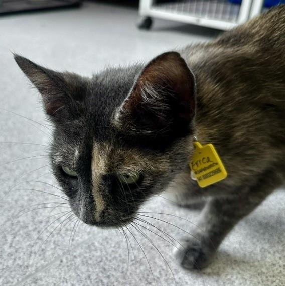 Erica - Fun Former Mum, an adopted Dilute Tortoiseshell in Hoquiam, WA image 2/6