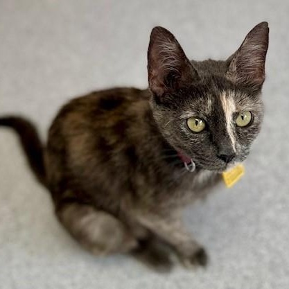Erica - Fun Former Mum, adopted, Adult Female Dilute Tortoiseshell.