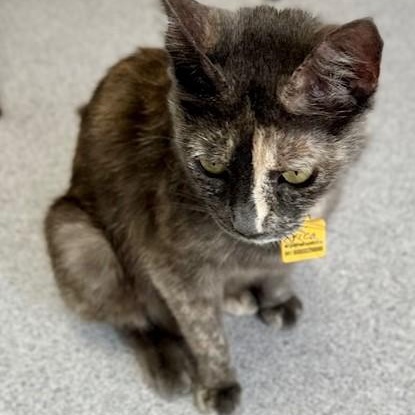 Erica - Fun Former Mum, an adopted Dilute Tortoiseshell in Hoquiam, WA image 5/6