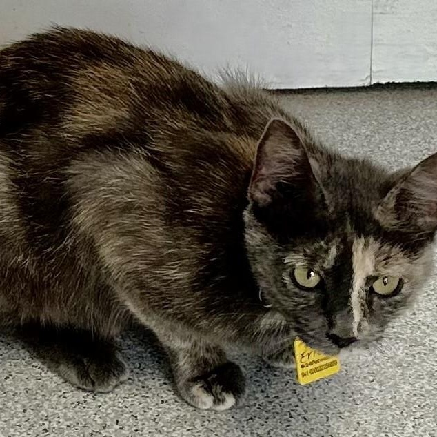 Erica - Fun Former Mum, an adopted Dilute Tortoiseshell in Hoquiam, WA image 6/6