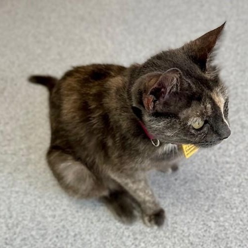 Erica - Fun Former Mum, an adopted Dilute Tortoiseshell in Hoquiam, WA image 4/6