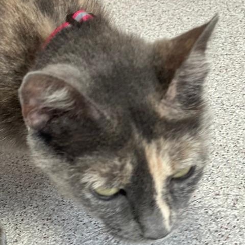 Erica - Fun Former Mum, an adopted Dilute Tortoiseshell in Hoquiam, WA image 3/6