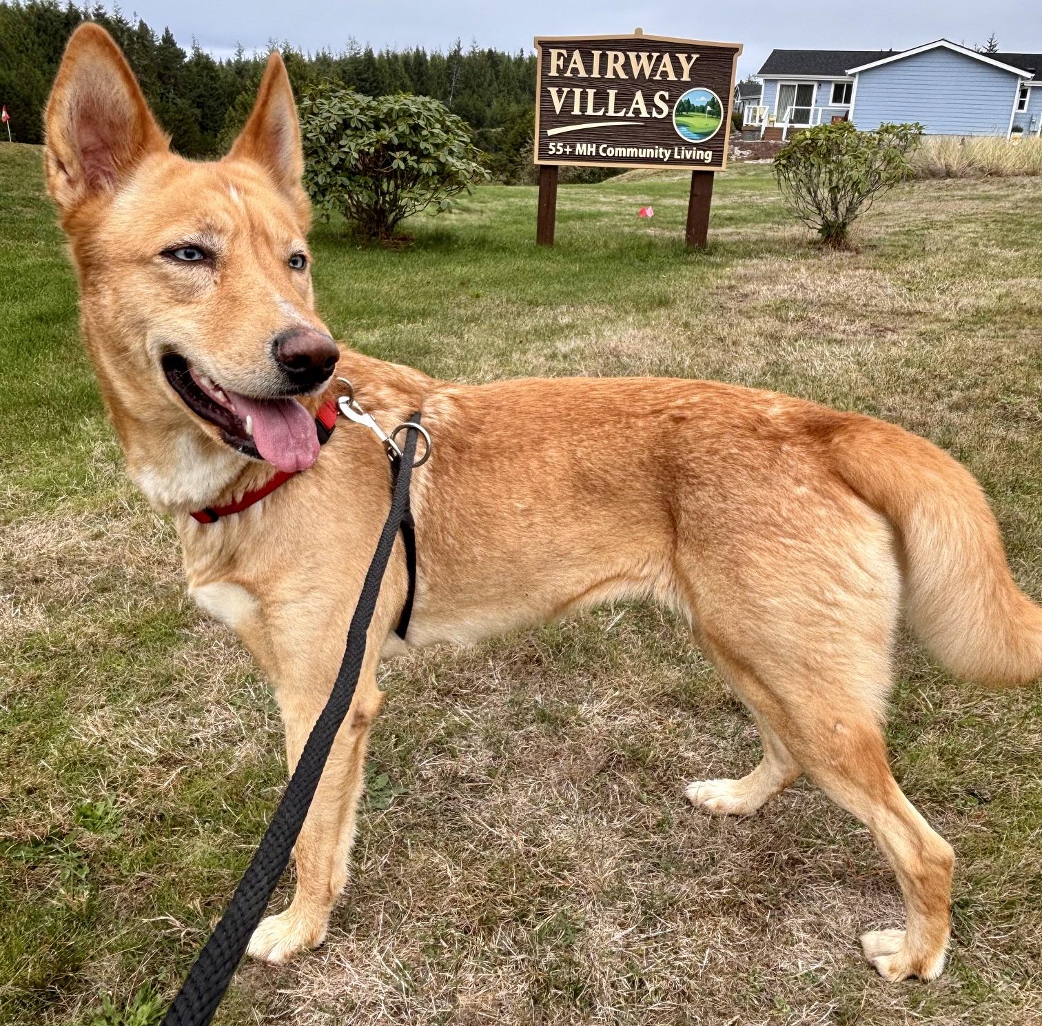 Enlarge Sasha, a Adopted mixed breed in Waldport, OR image 2/3
