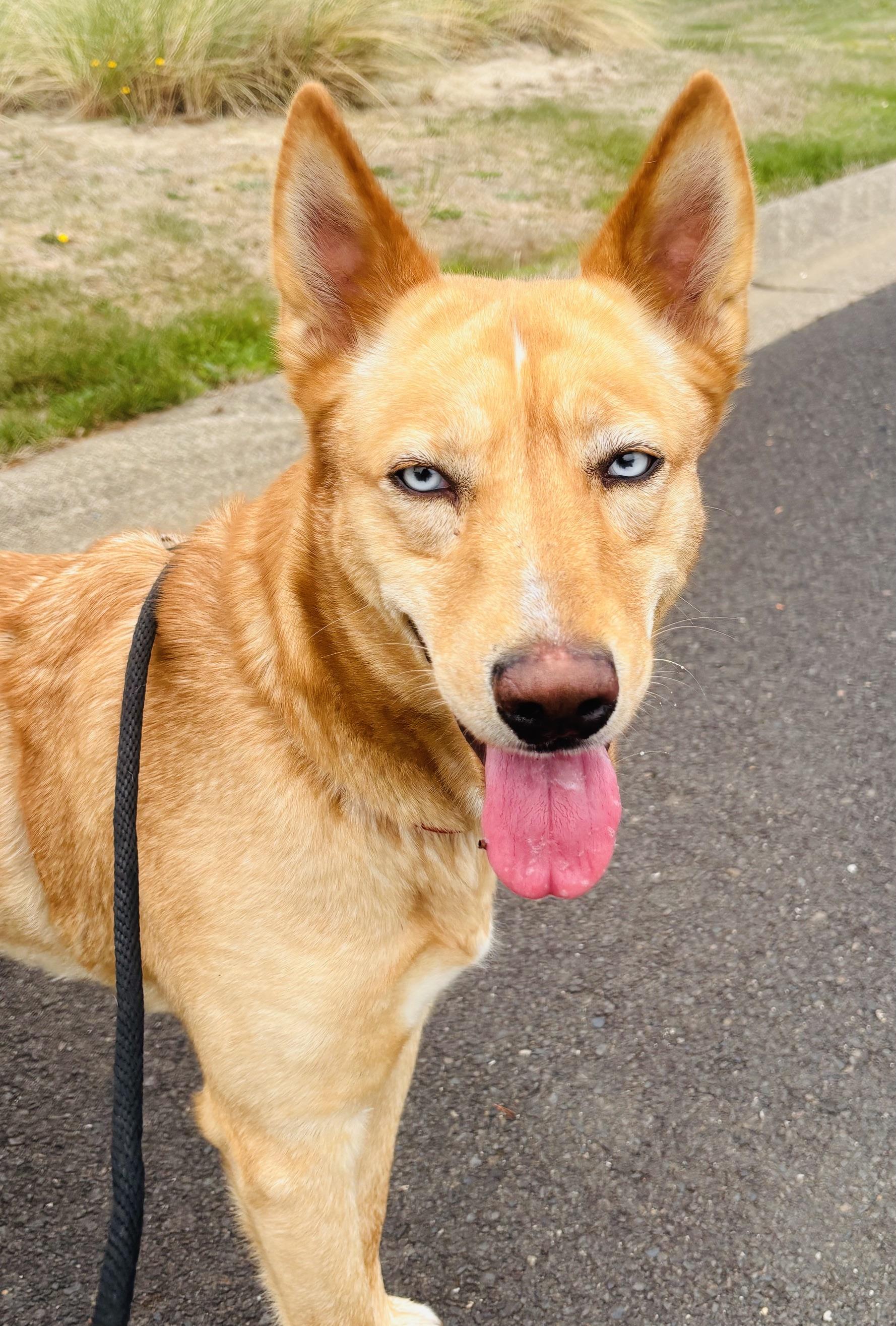 Enlarge Sasha, a Adopted mixed breed in Waldport, OR image 1/3