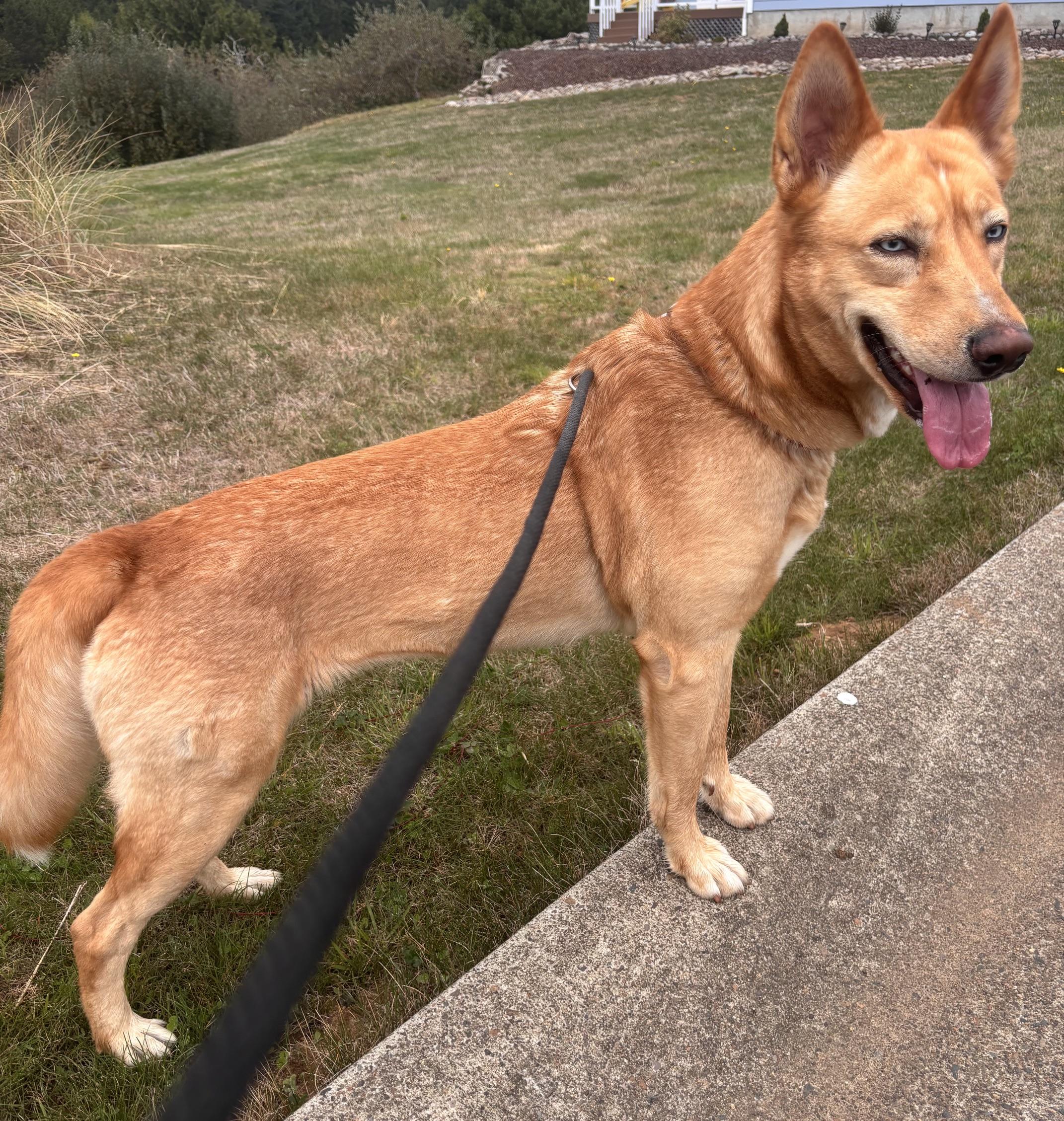 Enlarge Sasha, a Adopted mixed breed in Waldport, OR image 3/3