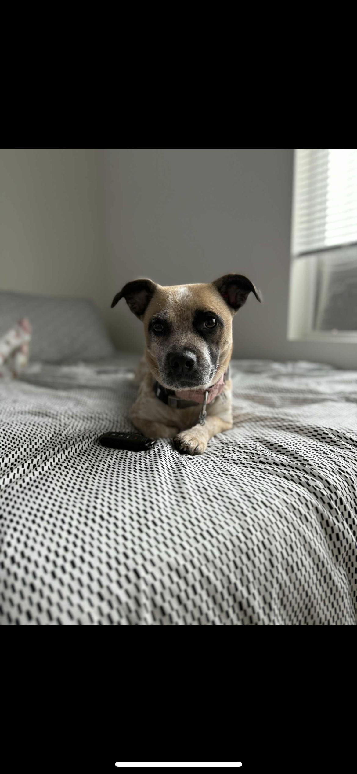 GG, a Adoptable mixed breed in Hamden, CT image 1/6