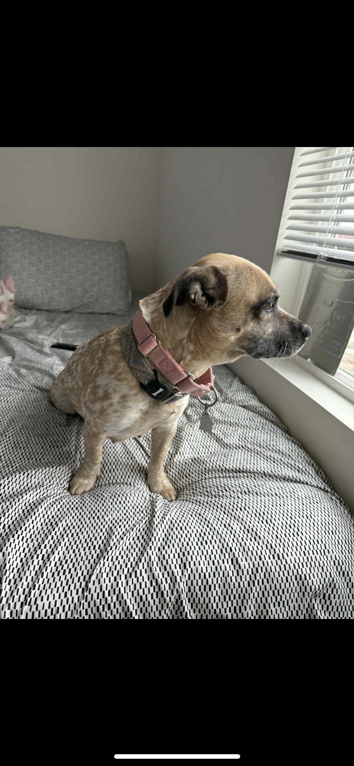 GG, a Adoptable mixed breed in Hamden, CT image 2/6