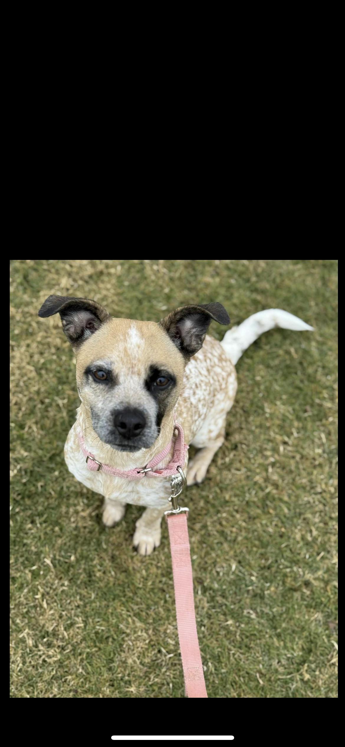 GG, a Adoptable mixed breed in Hamden, CT image 5/6