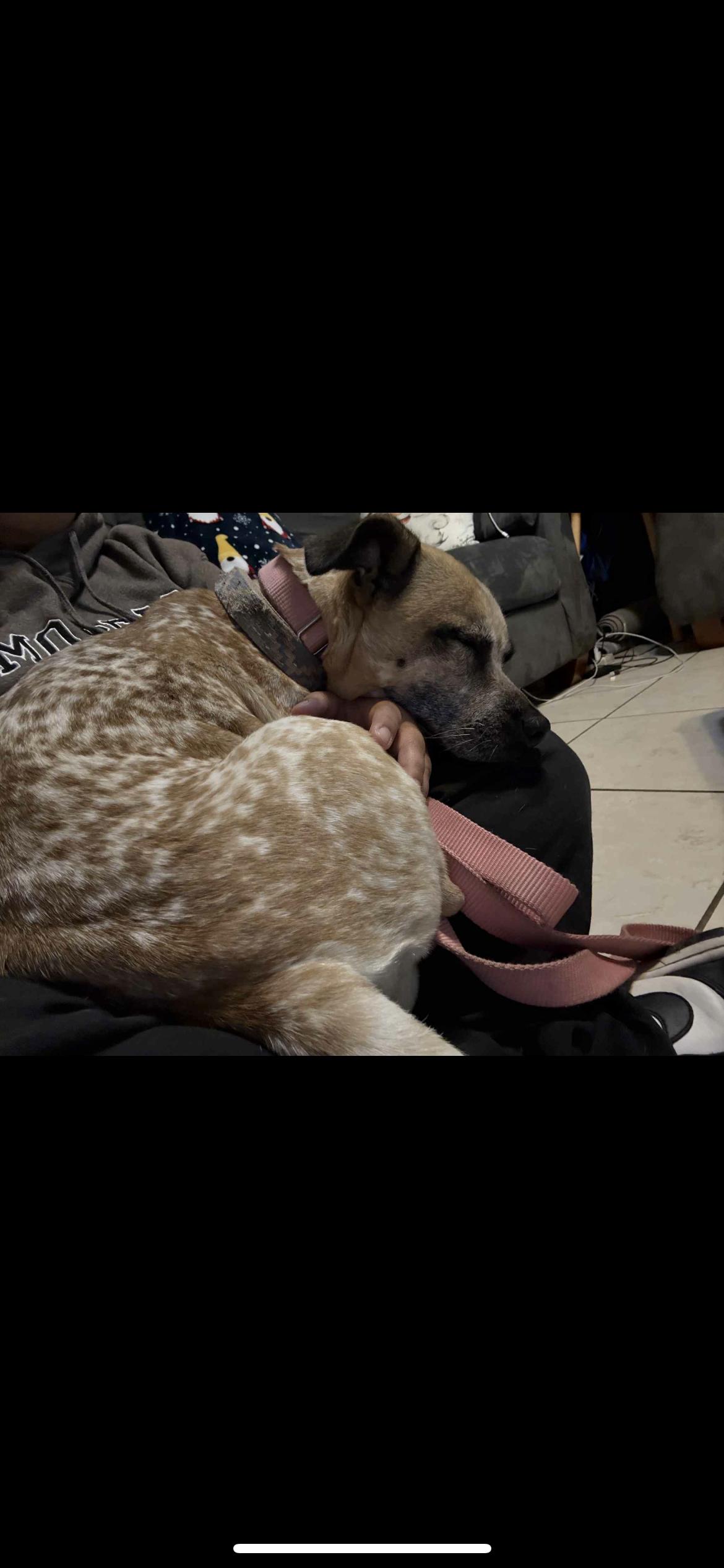 GG, a Adoptable mixed breed in Hamden, CT image 6/6