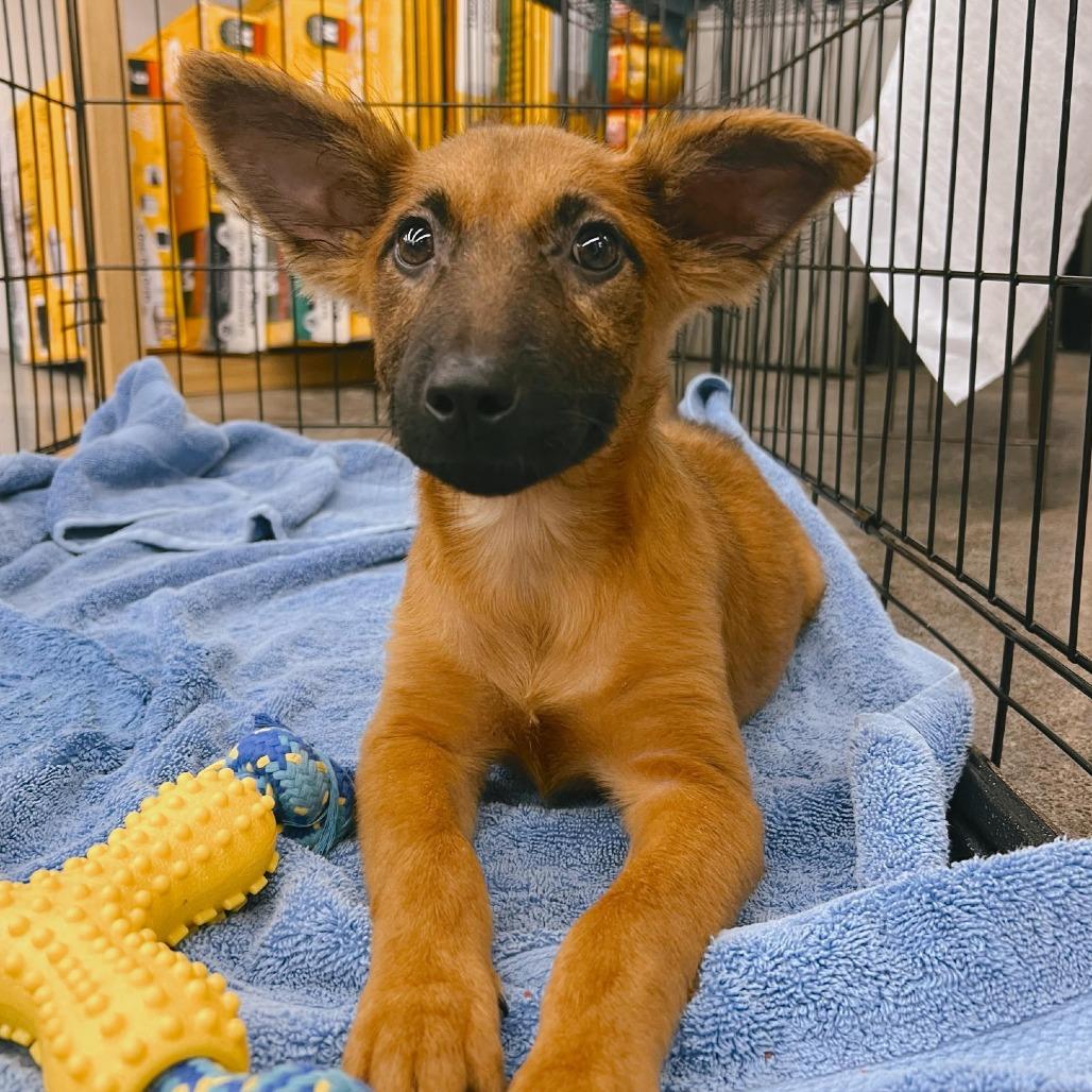 Foxy, Adoptable, Puppy Female Mixed Breed.