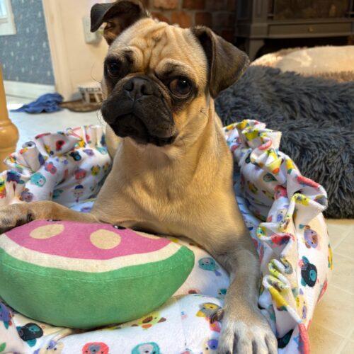 Sterling, Adoptable, Young Female Pug.