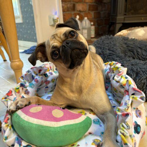 Enlarge Sterling, a Adoptable Pug in Seattle, WA image 2/5