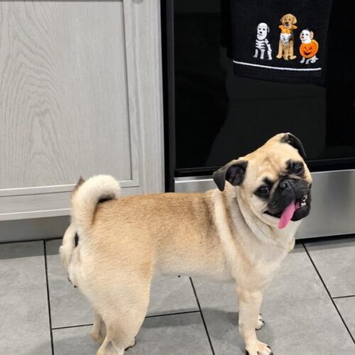 Enlarge Sterling, a Adoptable Pug in Seattle, WA image 3/5