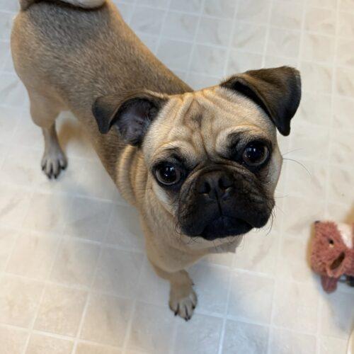 Enlarge Sterling, a Adoptable Pug in Seattle, WA image 4/5