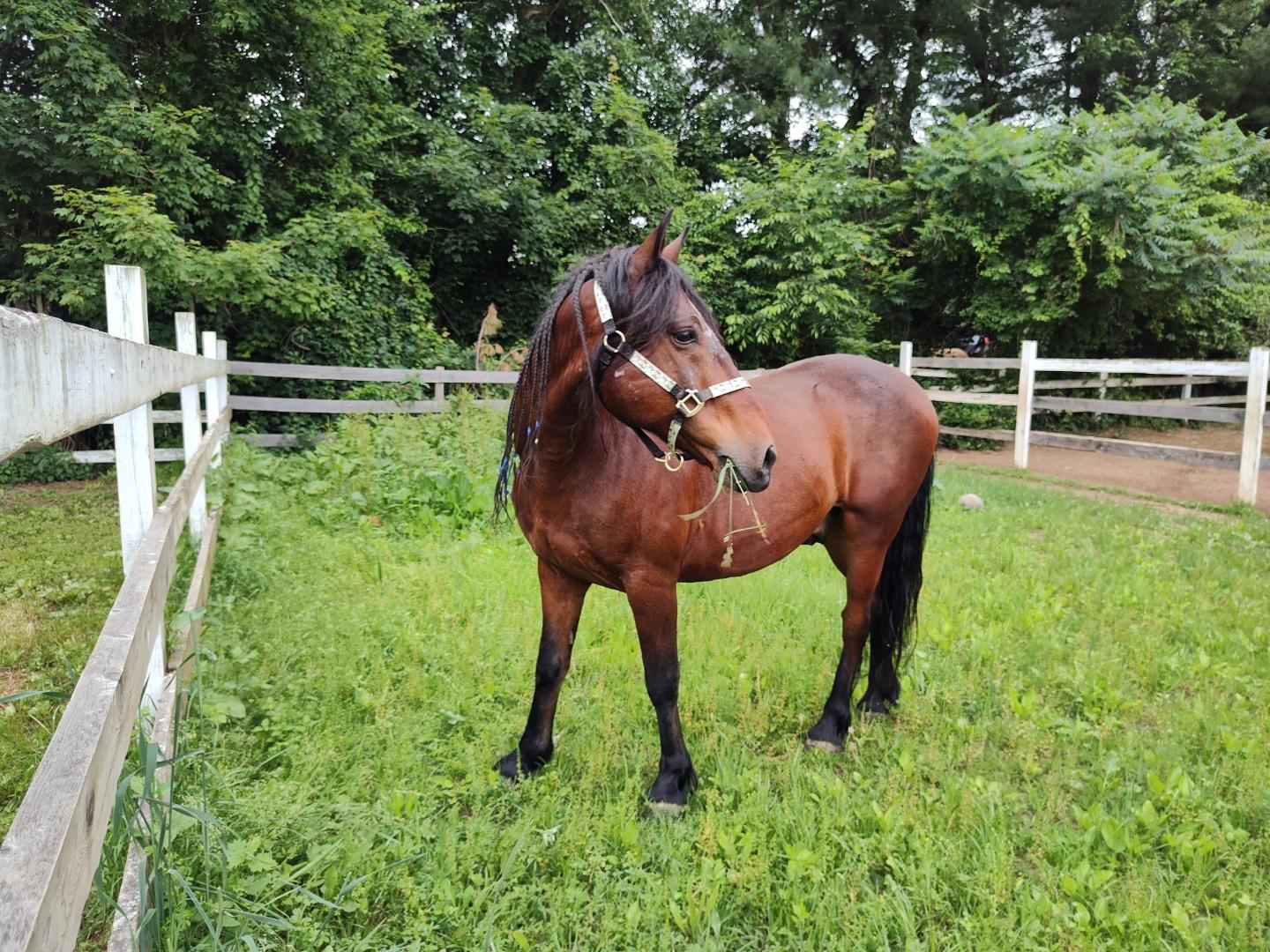 Enlarge Bob, a Adopted Mustang in Northford, CT image 1/4