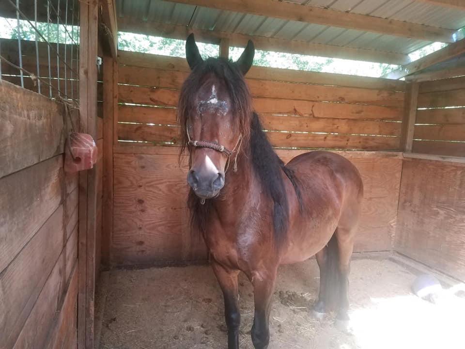 Enlarge Bob, a Adopted Mustang in Northford, CT image 2/4