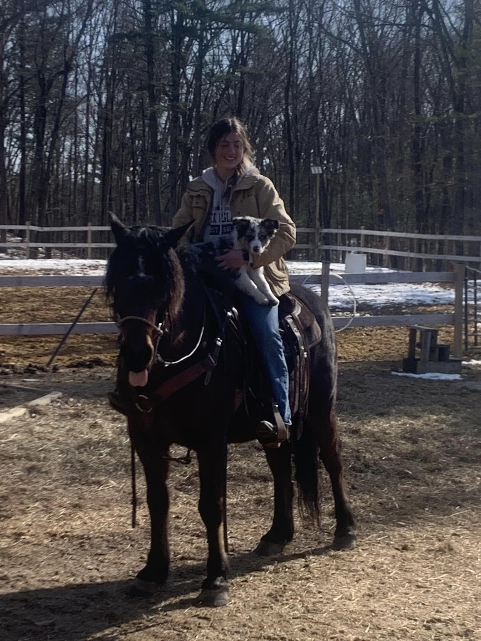 Enlarge Bob, a Adopted Mustang in Northford, CT image 3/4