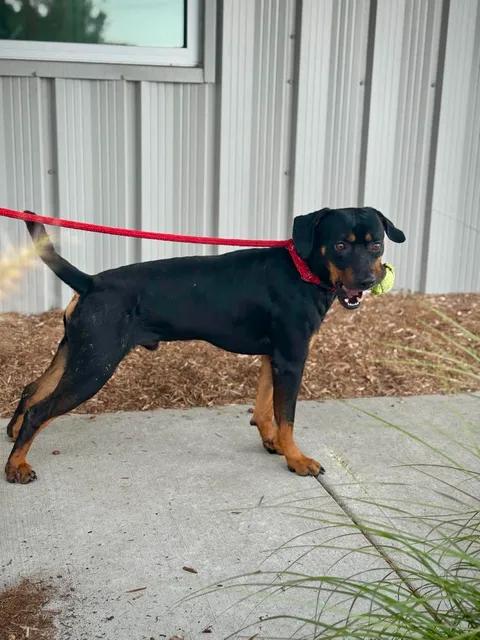 Enlarge Reuben, a Adoptable mixed breed in Benton Harbor, MI image 4/5