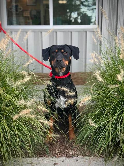 Reuben, Adoptable, Adult Male Coonhound.