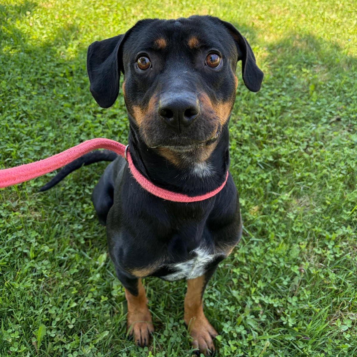 Enlarge Reuben, a Adoptable mixed breed in Benton Harbor, MI image 5/5