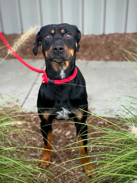 Enlarge Reuben, a Adoptable mixed breed in Benton Harbor, MI image 3/5