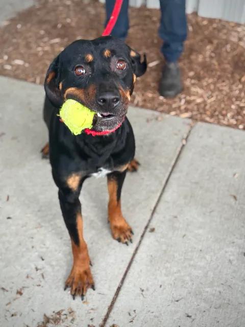 Enlarge Reuben, a Adoptable mixed breed in Benton Harbor, MI image 2/5