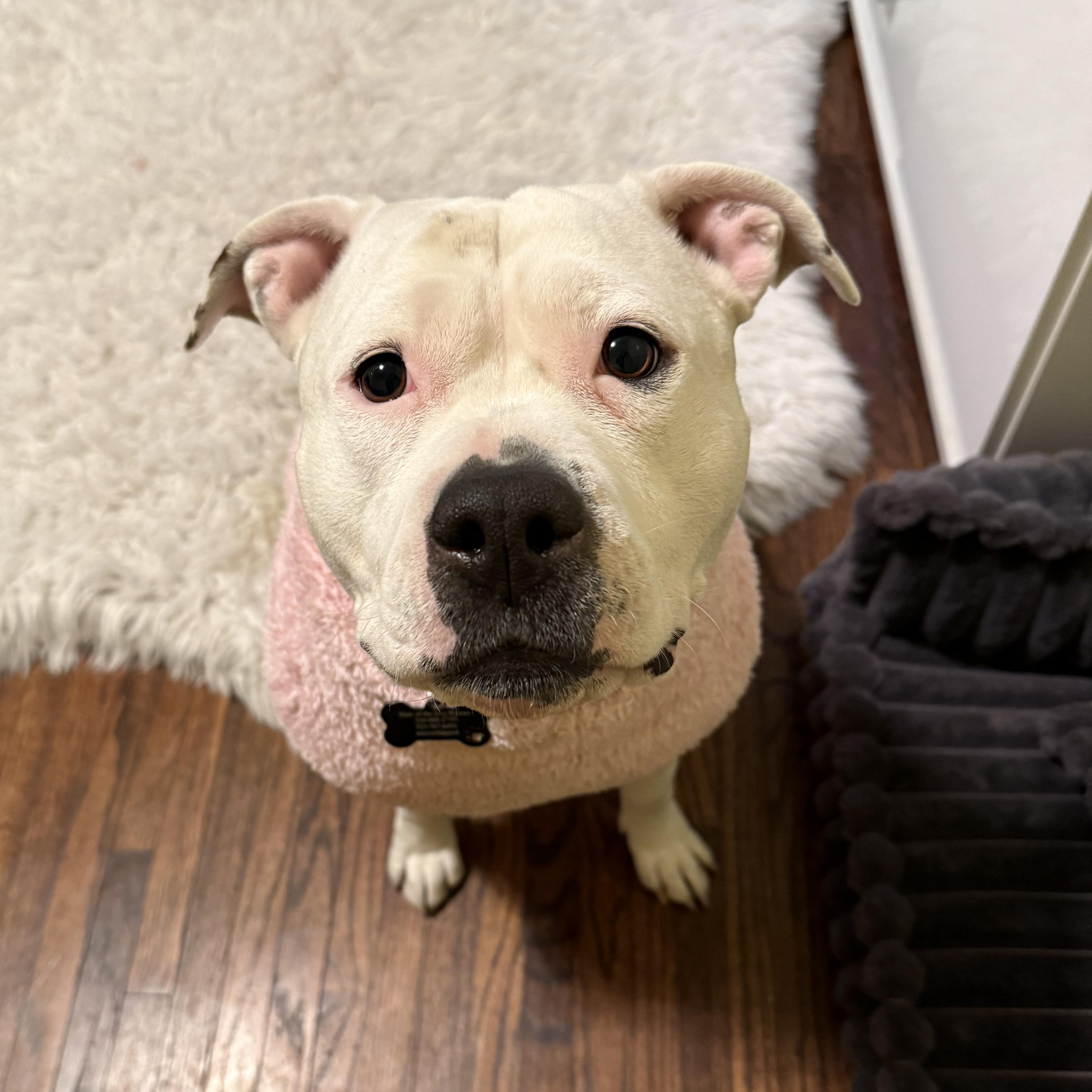 Enlarge Lily, a Adoptable mixed breed in Los Angeles, CA image 6/6