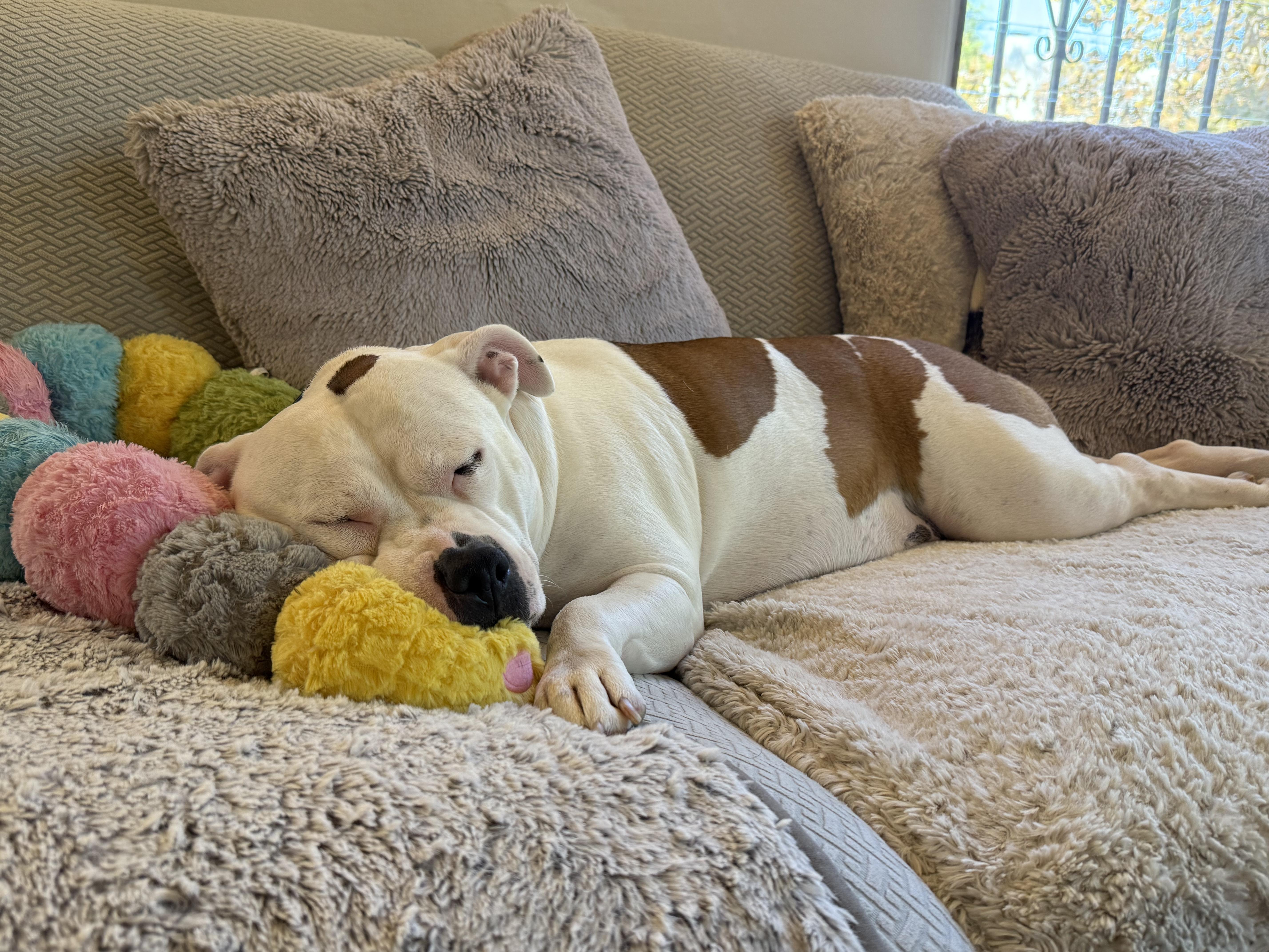 Enlarge Lily, a Adoptable mixed breed in Los Angeles, CA image 3/6