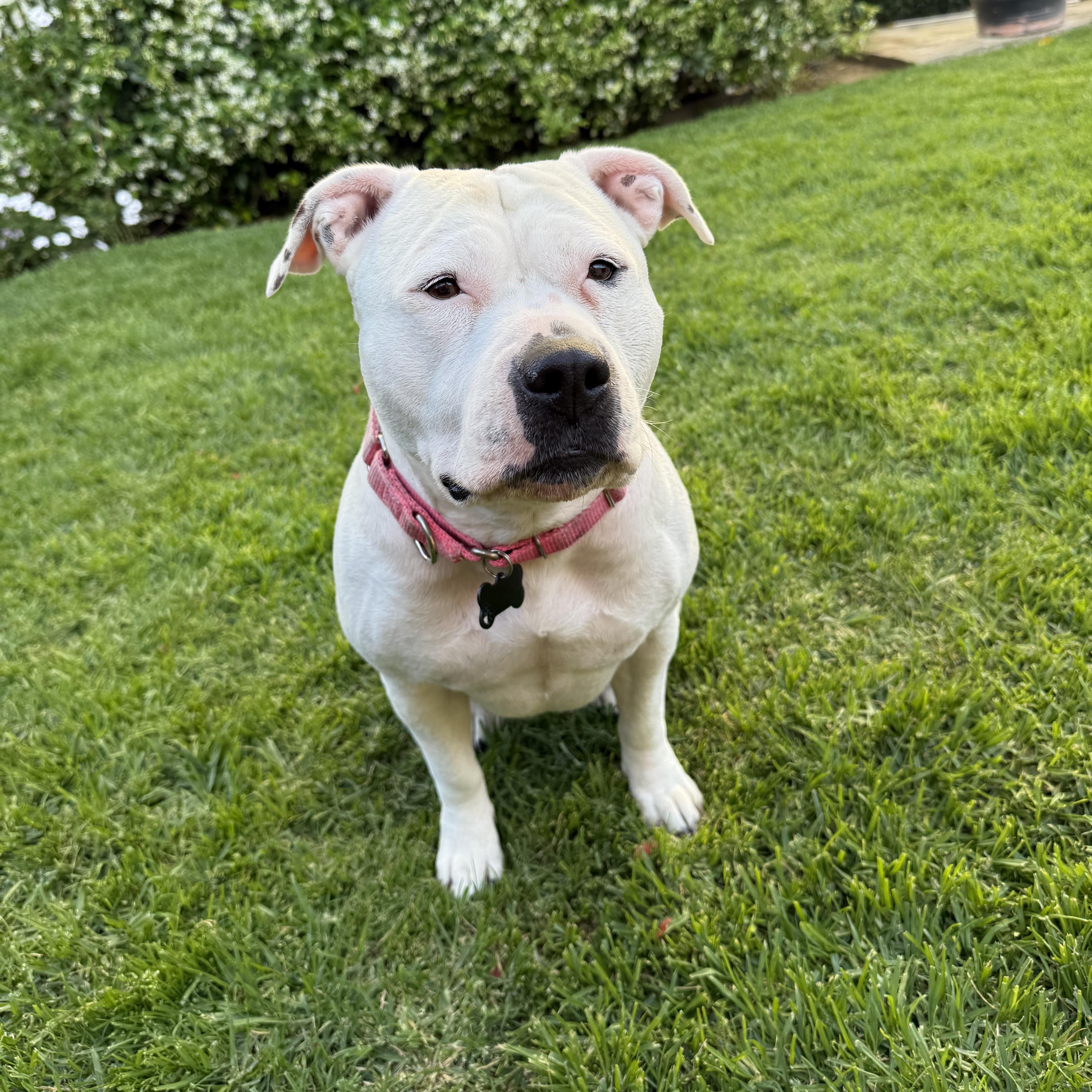 Enlarge Lily, a Adoptable mixed breed in Los Angeles, CA image 4/6
