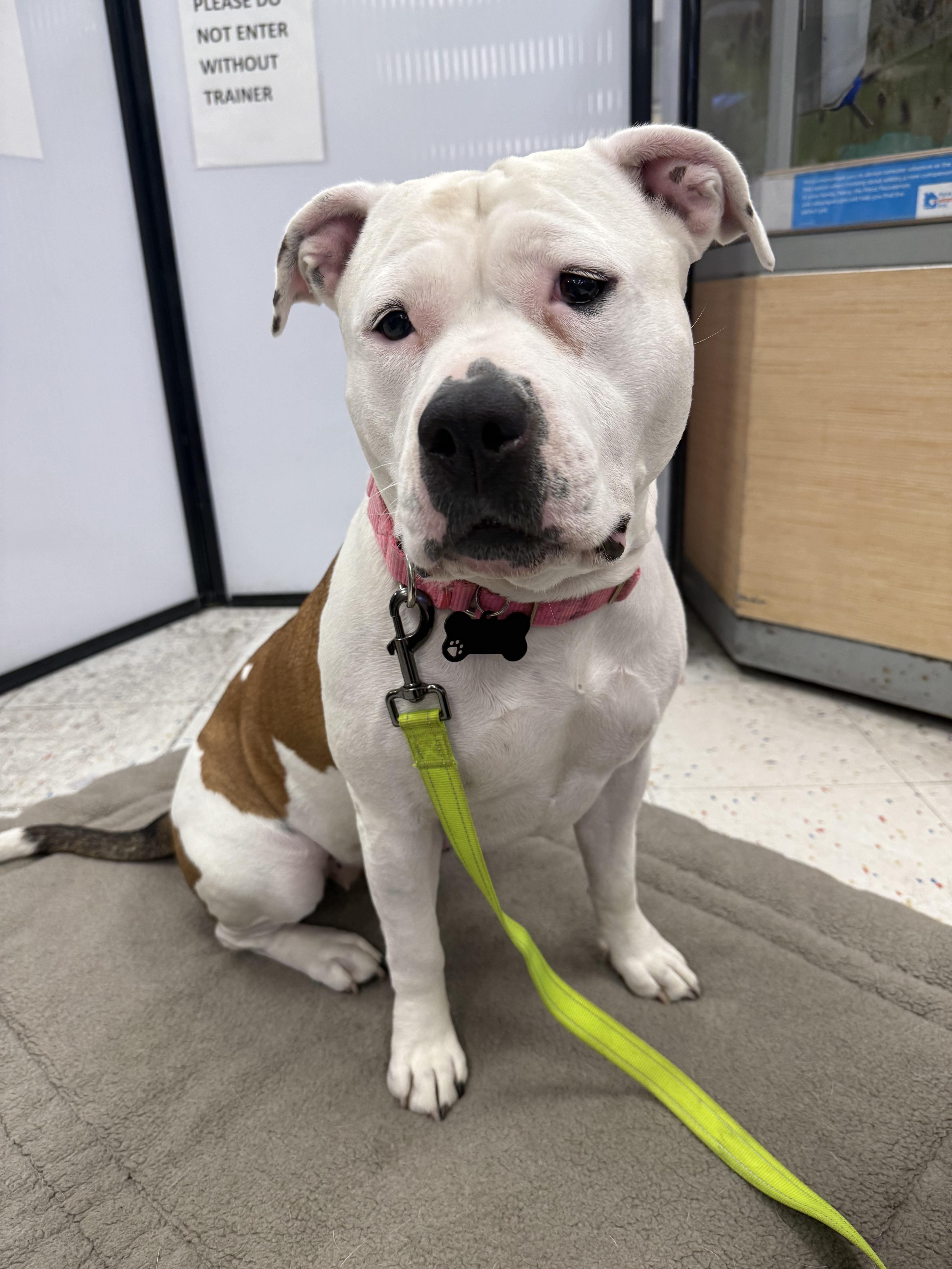 Enlarge Lily, a Adoptable mixed breed in Los Angeles, CA image 5/6