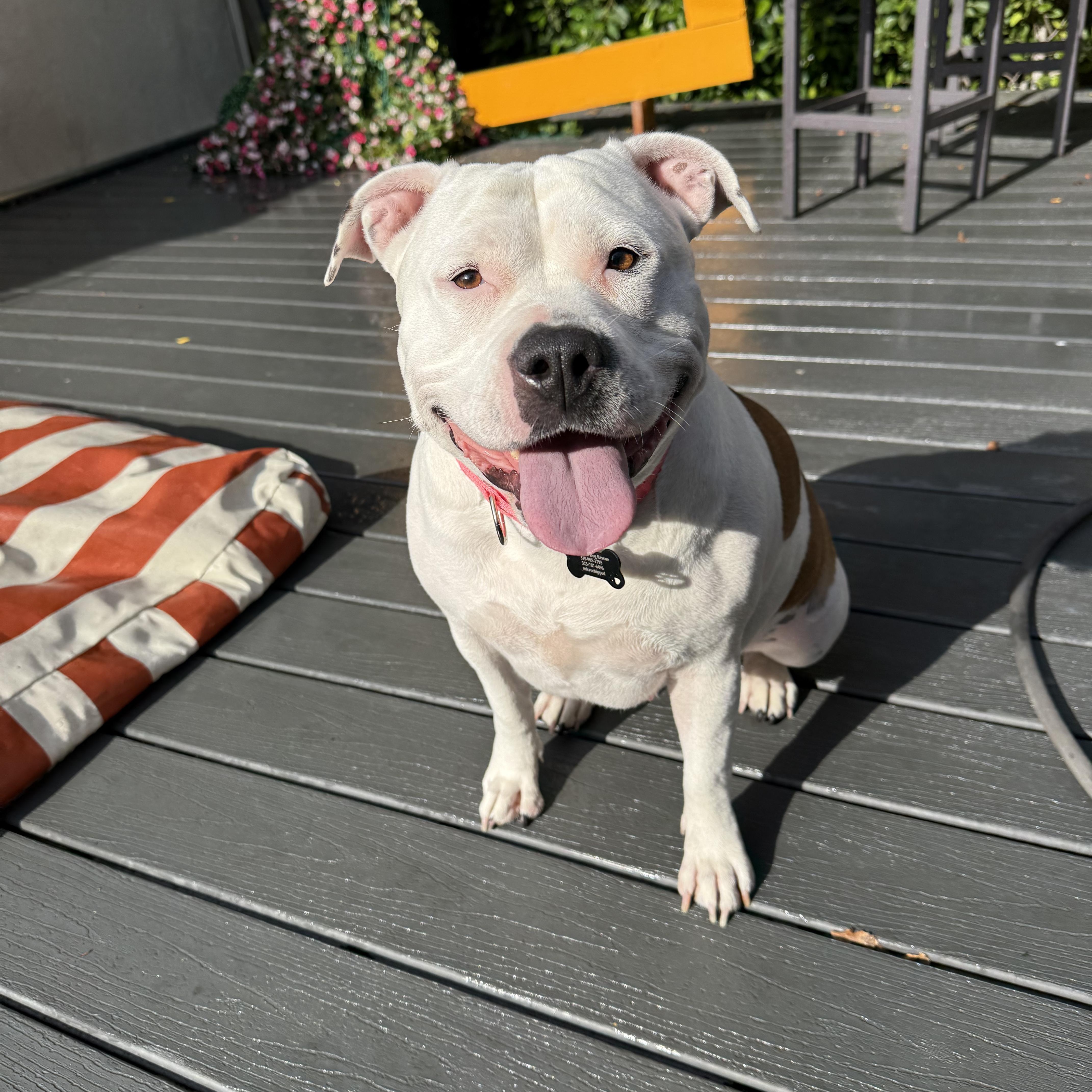 Lily, Adoptable, Adult Female Pit Bull Terrier & American Bully.