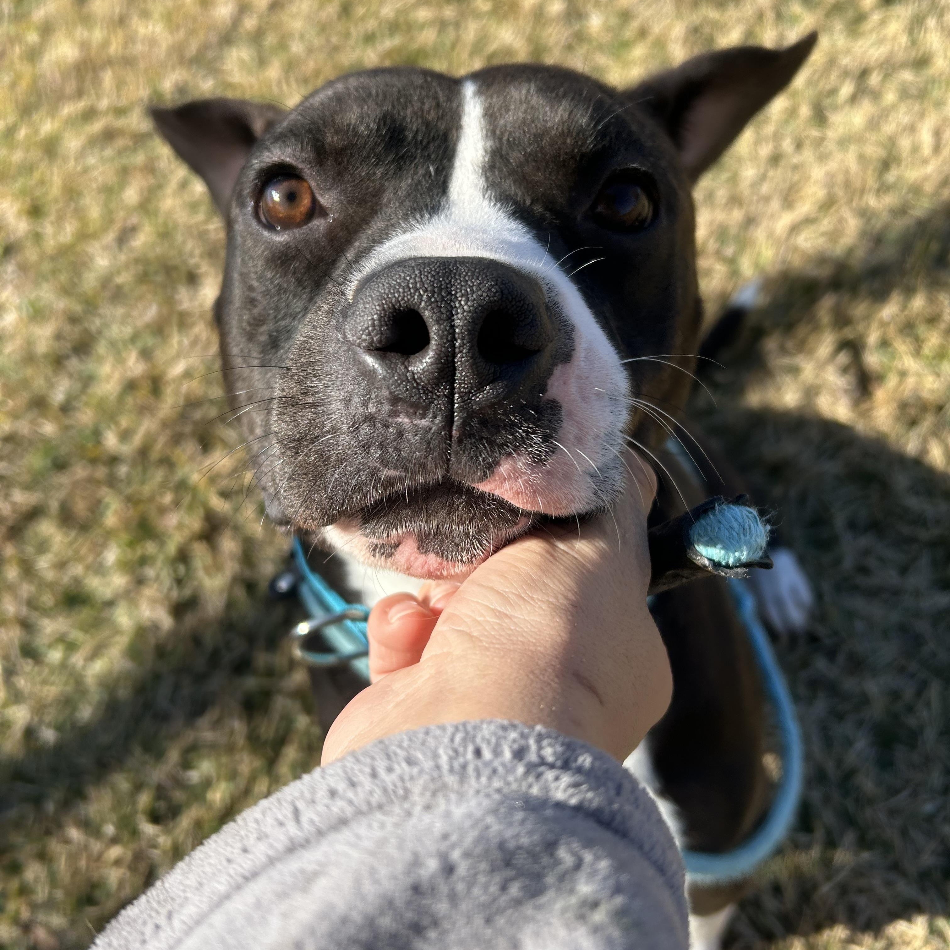 Enlarge Jerry, a Adoptable mixed breed in Brattleboro, VT image 3/5