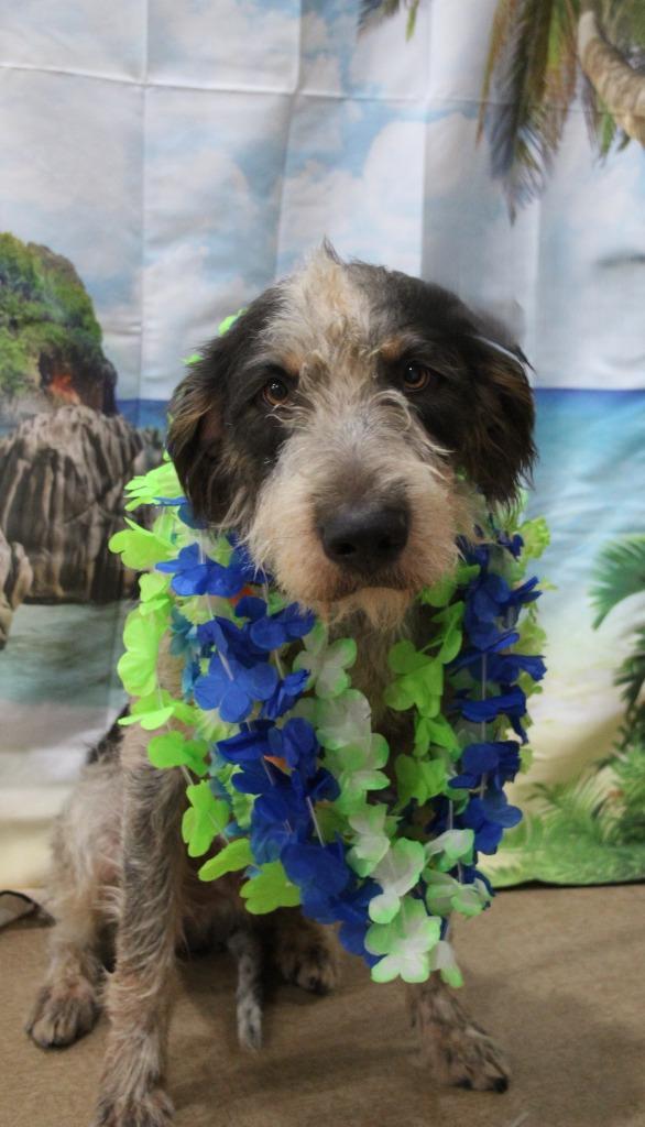 Napali, Adoptable, Young Male Airedale Terrier & Mixed Breed.