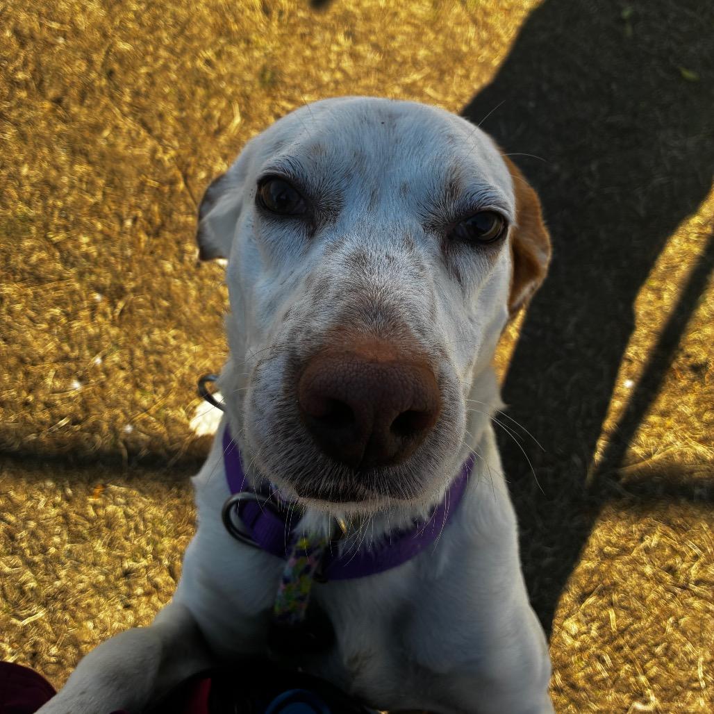 Kirby, Adoptable, Adult Male Mixed Breed.