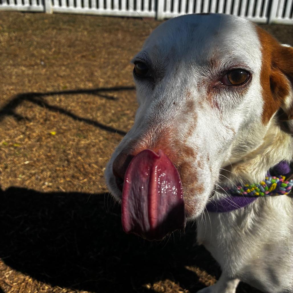 Enlarge Kirby, a Adoptable Mixed Breed in Fredericksburg, VA image 3/5