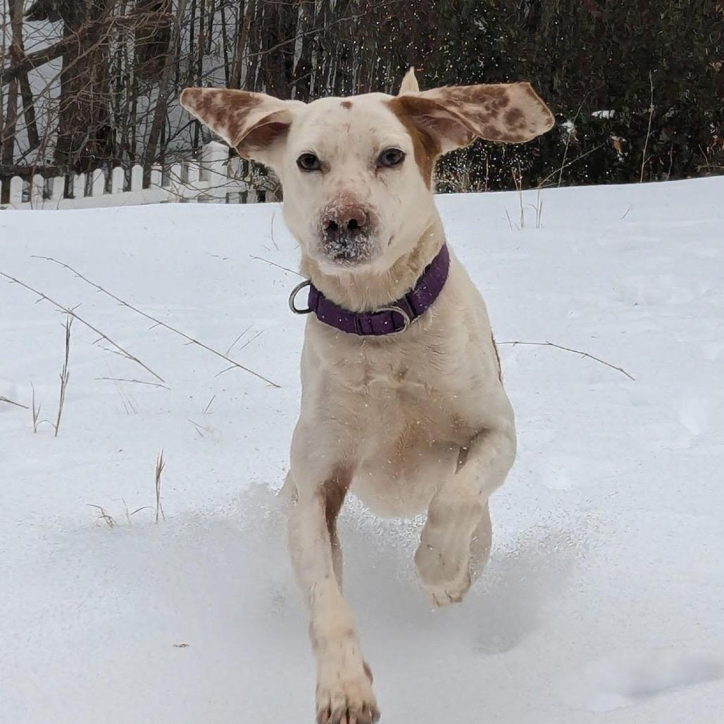 Enlarge Kirby, a Adoptable Mixed Breed in Fredericksburg, VA image 4/5