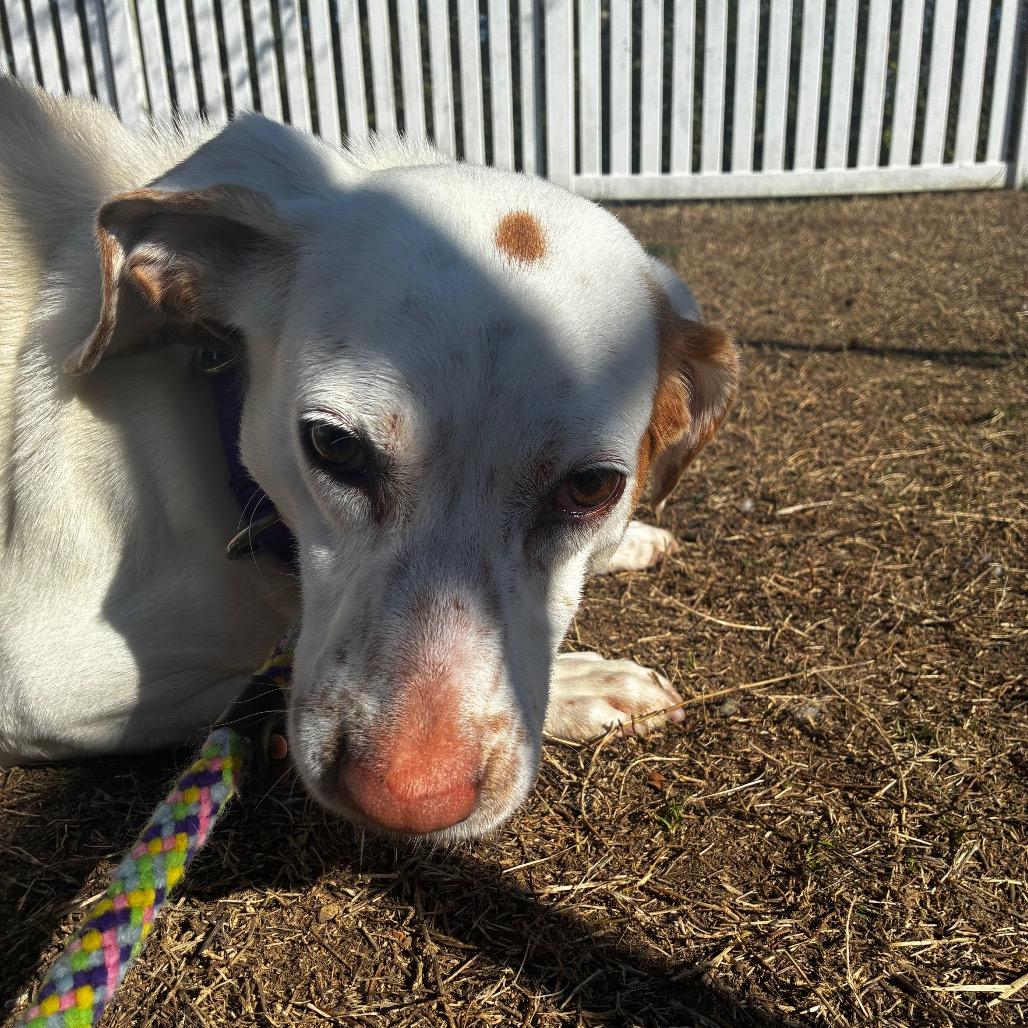 Enlarge Kirby, a Adoptable Mixed Breed in Fredericksburg, VA image 5/5